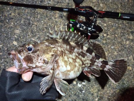 2022/04/18 南港ライトゲーム釣行…