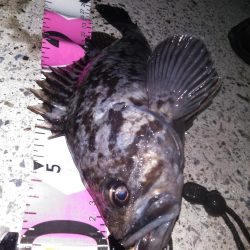 根魚コンプリート！