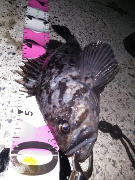 根魚コンプリート！