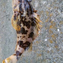 ロックフィシュゲーム