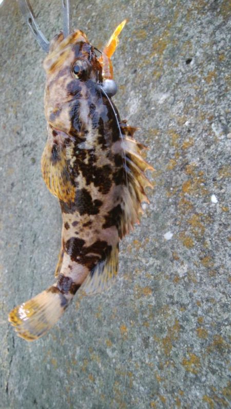 ロックフィシュゲーム