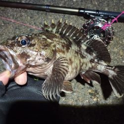 2022/04/20 南港ヘチ釣り釣行