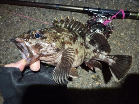 2022/04/20 南港ヘチ釣り釣行