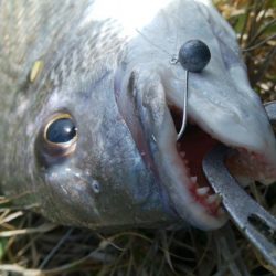 チニング!!カニさん