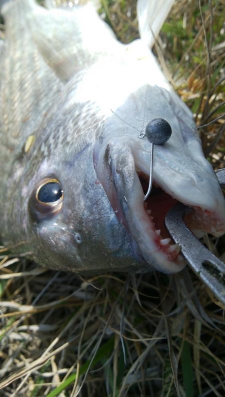 チニング!!カニさん
