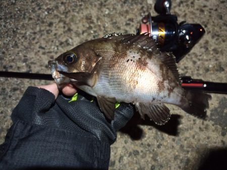 2022/04/23 南港ライトゲーム釣行…