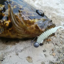 【ふぉーる虫】最強