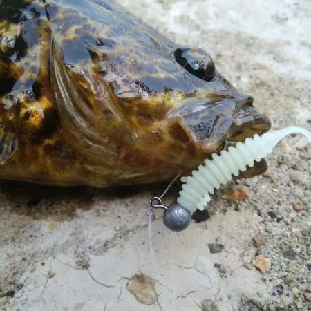 【ふぉーる虫】最強