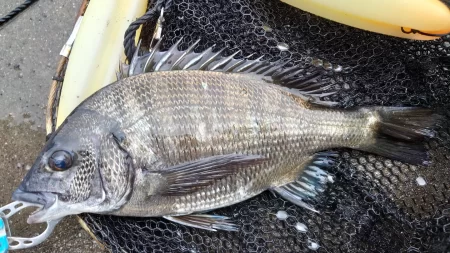 のっこみチヌさま登場されました(◕ᴗ◕✿)…