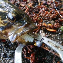 ライトチニングイエロー