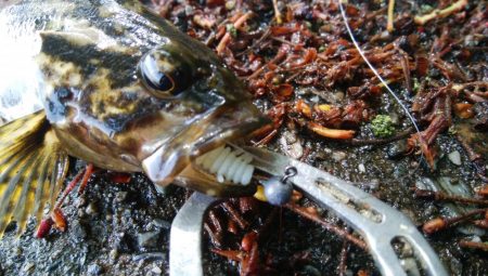 ライトチニングイエロー