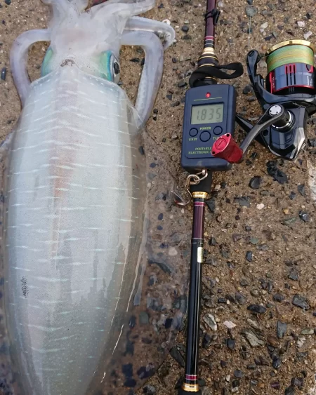 (対馬)墨族使用投稿①