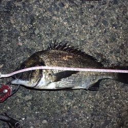 2022/04/25 南港ヘチ釣り釣行