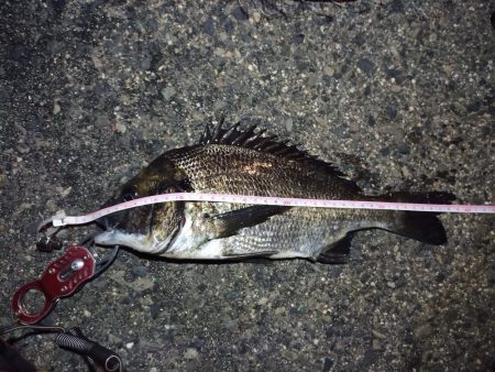 2022/04/25 南港ヘチ釣り釣行