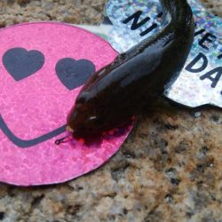 【小物釣り開幕(^^)】