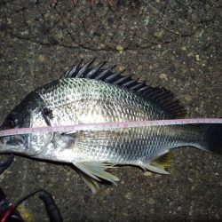 2022/04/27 南港ライトゲーム釣行