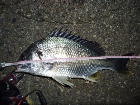 2022/04/27 南港ライトゲーム釣行…