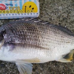 ライトチニングイエロー