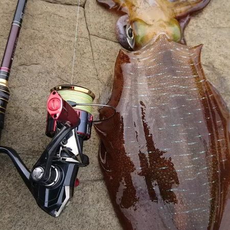 (対馬)墨族釣果投稿②