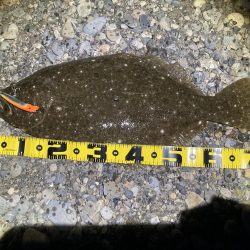 座布団ヒラメ 75センチ