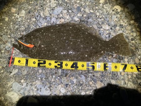 座布団ヒラメ　75センチ