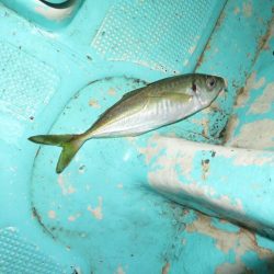 ２度目のボートメバル！