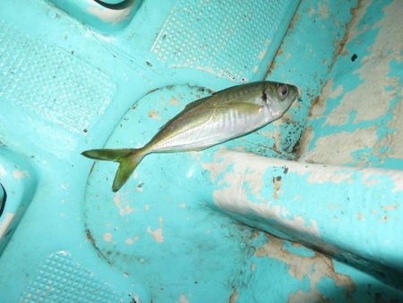 ２度目のボートメバル！