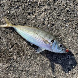 ライトワインド&アジング釣行　たまや渡船さん！