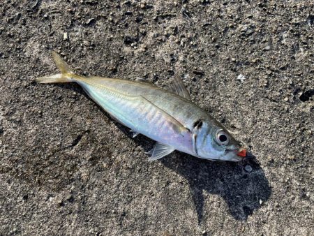 ライトワインド&アジング釣行　たまや渡船さん！