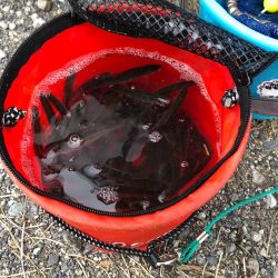 大同川モロコ９４匹自己ベスト