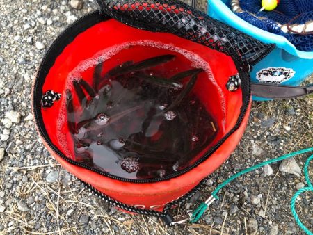 大同川モロコ９４匹自己ベスト