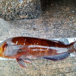 アブラメ三連発