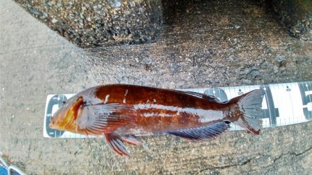 アブラメ三連発