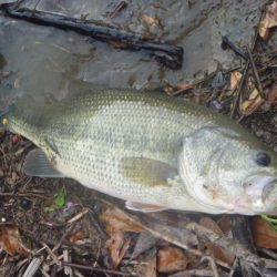 風が吹いたら・・・