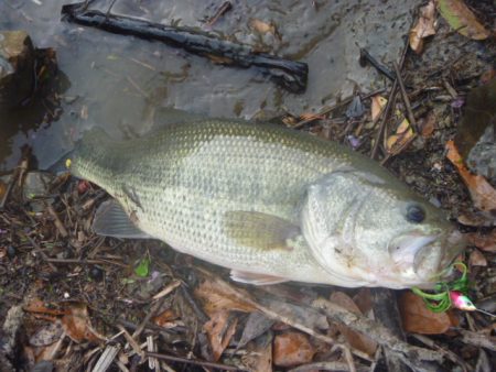 風が吹いたら・・・
