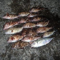 良型アジの回遊も確認! たまや渡船半夜便でライトワインド