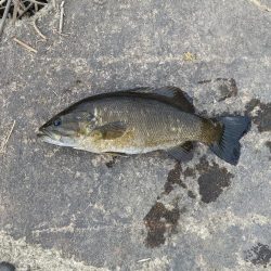 春バス…ちょい厳しめ