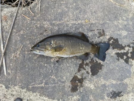 春バス…ちょい厳しめ