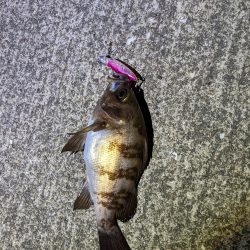 メバルプラッキング