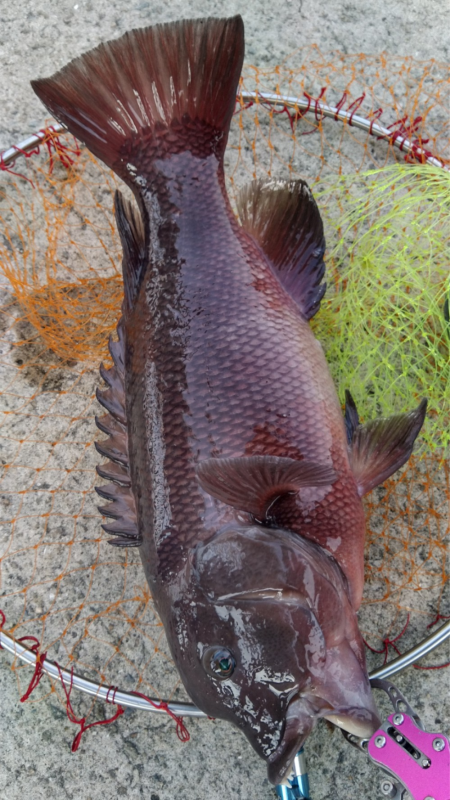 チヌねらいが、コブダイ！