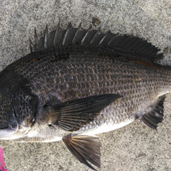 最後の最後でチヌ