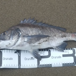 今シーズン初フィッシュ!