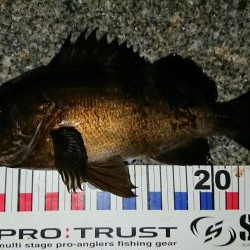 久しぶりの良形！