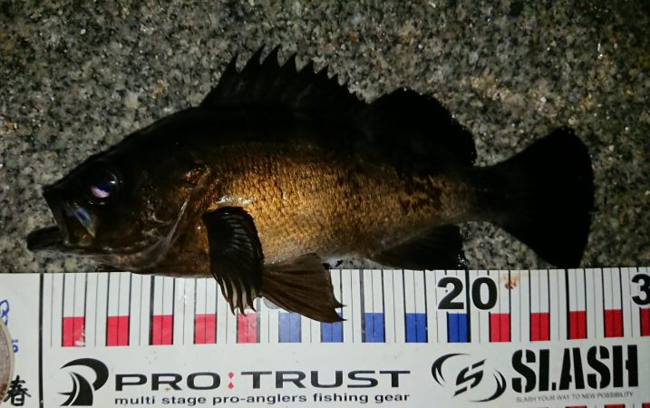 久しぶりの良形！