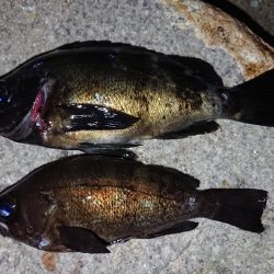 ニューロッドで良形ゲット！