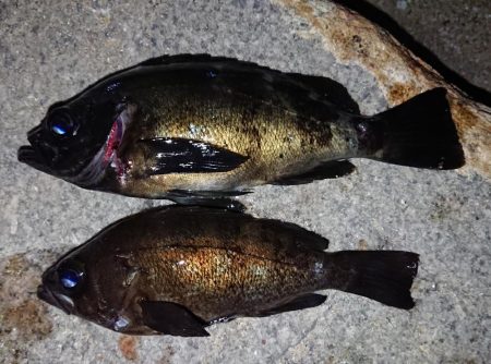 ニューロッドで良形ゲット！