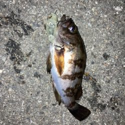 アジングのはずが