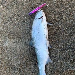 サクラマス　タイドランナー21g Seik…