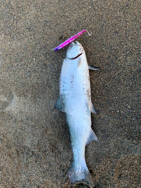 サクラマス　タイドランナー21g Seik…