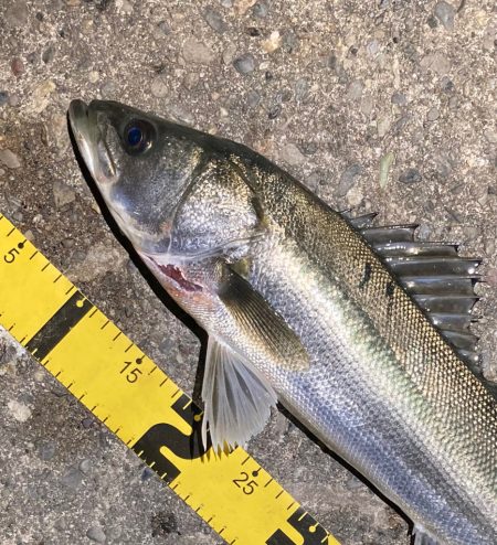 春のシーバスシーズン